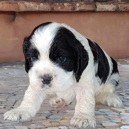 Cocker Spaniel Puppies from Swift Creek Cocker Spaniel