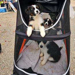Ever - female Sporty Mix puppy in Algona, Iowa from Ebonheart Kennel