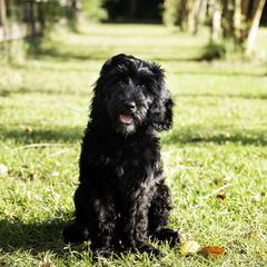 Scout (Green Collar) - Black male Goldendoodle puppy in Ocala, Florida from Hancock Place Doodles