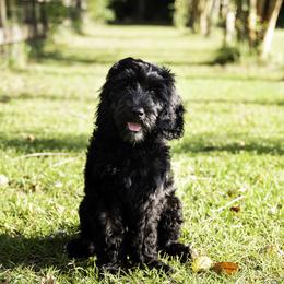 Scout (Green Collar) - Black male Goldendoodle puppy in Ocala, Florida from Hancock Place Doodles
