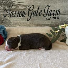 Toby - White and red male Border Collie puppy in Moody, Texas from Narrow Gate Farm