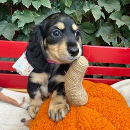 Longhair black and cream longhair small dappling . - Dapple female Dachshund puppy in California from Sweetheart Labradors & Mini Dachshunds