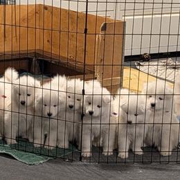 Boy 3 - White male Samoyed puppy in Effingham, Illinois from The Office Pups