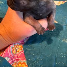 Bobby Jr. - Fawn male Pug puppy in Hanover, Virginia from Pure Pugs