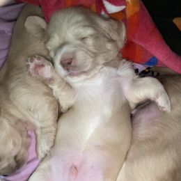 Dachshund Puppies from Saginaw Dachshunds