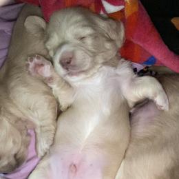 Dachshund Puppies from Saginaw Dachshunds