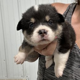 Babe - Black and white female American Corgi puppy in Payson, Illinois from Creek Farm Corgis
