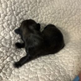 Bo - Chocolate male Shih Tzu puppy in Las Vegas, Nevada from P and J Farms