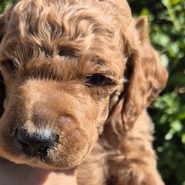 Blue - Red  male Poodle puppy in El Paso, Texas from Paws Of Beauty