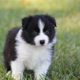 Male 1 - Black male Border Collie puppy in Tylertown, Mississippi from Cool Meadow Farms
