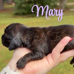 Mary - Brindle female Dachshund puppy in Brandon, Mississippi from A & N Kennel’s Mini Dachshunds