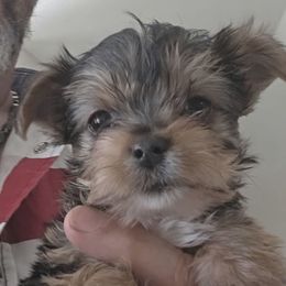 Eleanor - Black and tan female Yorkshire Terrier puppy in San Angelo, Texas from Eleventyseven Yorkies