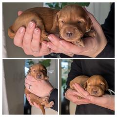 White, wavy red - Red female Whoodle puppy in Kalispell, Montana from Countryman Whoodles