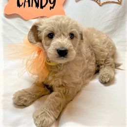 Goldendoodle Puppies from OnlyGoldendoodles