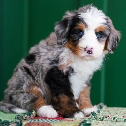 Jack - Merle male Bernedoodle puppy in Dundee, Ohio from Down Home Doodle