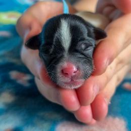 Prospero - Light Blue Collar - Black gold and white male Shorkie puppy in Troy, Ohio from Ever After Tails