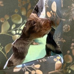 Dachshund Puppies from Birkin’ Paws