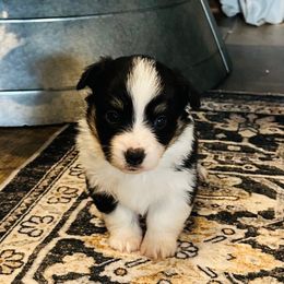 Brinkley - Black and tan female Pembroke Welsh Corgi puppy in Cashion, Oklahoma from Shabby Chic Corgis