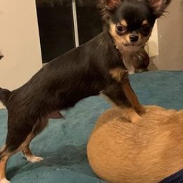 Chihuahuas from Taylor’s Tots
