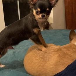 Chihuahuas from Taylor’s Tots