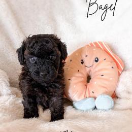 Bagel - Sable male Poodle puppy in Kula, Hawaii from Toy Poodle & Maltipoo Maui