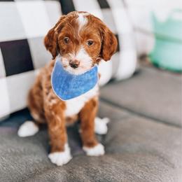 Sanji - Red  male Goldendoodle puppy in Springville, Utah from Happy Doodle