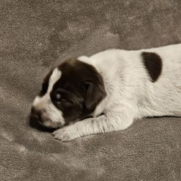 Rocky - Liver and white male German Shorthaired Pointer puppy in Norwich, Connecticut from Parker's Pointers
