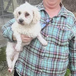 Buster - White male Bichon Frise puppy in Cave City, Kentucky from Loretta's Pups
