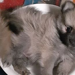 Pomeranians from Bennett River Pups