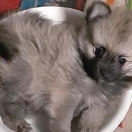 Pomeranians from Bennett River Pups