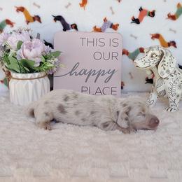 5000... Max - Dapple male Dachshund puppy in Winter Haven, Florida from Gateway 2 Little Paws