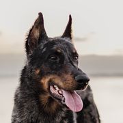 Ozark - Beauceron
