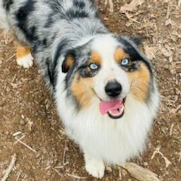Levi - Australian Shepherd