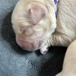 Golden Retriever Puppies from Ruff Life Goldens