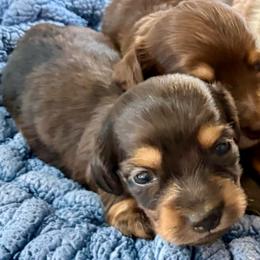 Ella - Black and tan female Dachshund puppy in Visalia, California from DachGraston Dachshunds