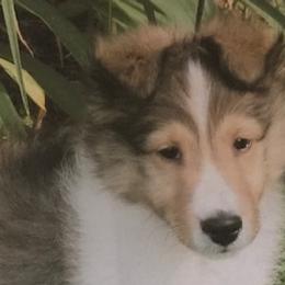 Shetland Sheepdogs from Oak Knoll