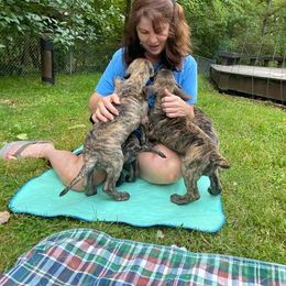 Great Dane Puppies from Weco Danes