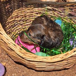 Jesse - Sable female Dachshund puppy in Liberty, North Carolina from Heavenly Doxies