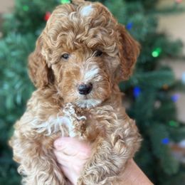 Nadia - Red  female Goldendoodle puppy in Yuciapa, California from AlltheDoodlez_