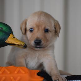 Teal collar - Yellow female Labrador Retriever puppy in Gober, Texas from Trigger Time Kennels