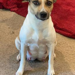 Naughty - Rat Terrier
