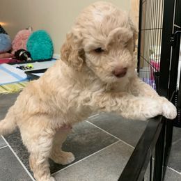 Lagotto Romagnolo Puppies from Riverside Lagottos