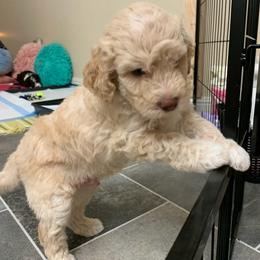 Lagotto Romagnolo Puppies from Riverside Lagottos