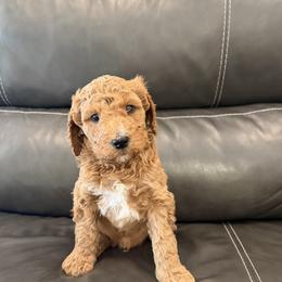 Biscuit- Apricot and White Male - Apricot male Goldendoodle puppy in Wickenburg, Arizona from Gentle Paw Goldendoodles