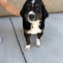 Bernedoodle Puppies from Doodle Dealers