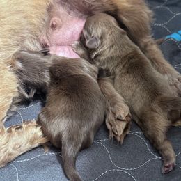 Dharma - Liver female Shih Tzu puppy in Toccoa, Georgia from Shorkie & Shih Tzu Haven