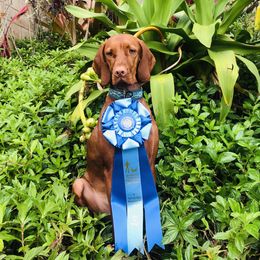 Vizsla All Grown Up from Alaea Farm & Kennel