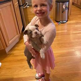 Boston Terrier Puppies from Lola’s House of Bostons & Rescue