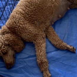 Goldendoodles and Labradoodles from Lynda Murski