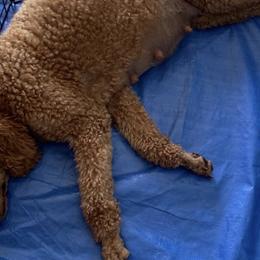 Goldendoodles and Labradoodles from Lynda Murski
